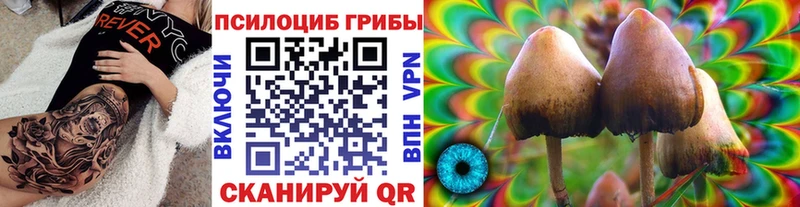Псилоцибиновые грибы Cubensis  где купить наркоту  Жиздра 